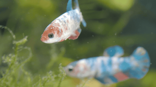 New Fish Arrivals & Exciting Future for Pond Life Aquatics & Tropical Fish London!