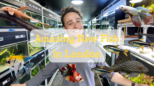 New Arrivals & Hidden Gems at Pond Life Aquatics!