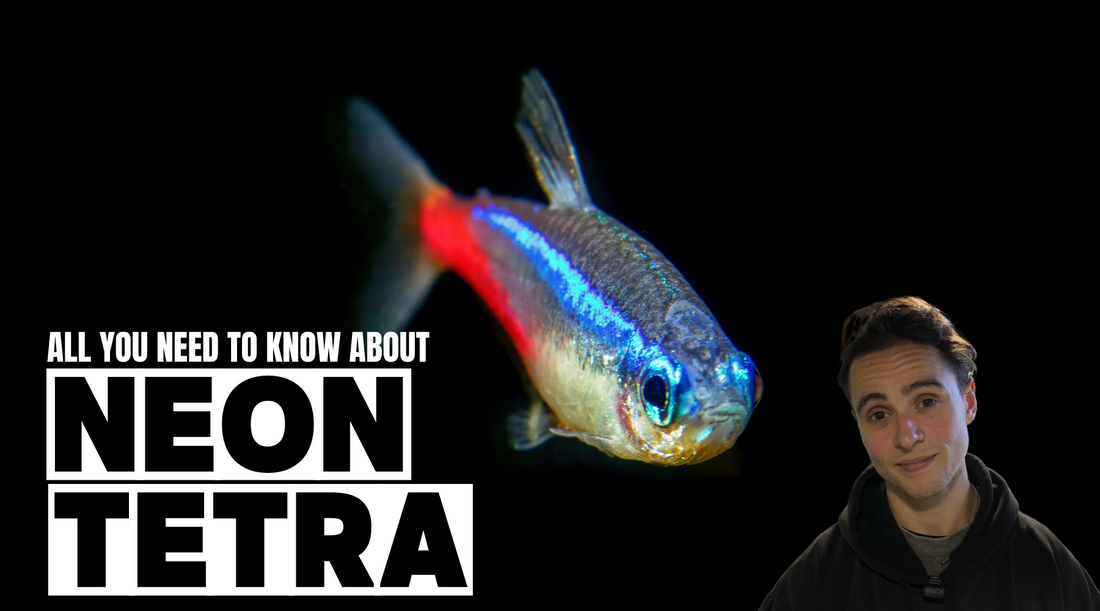 Neon Tetra: The Ultimate Care Guide