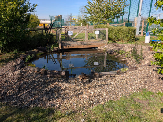 From Tarp-Lined Swamp to Thriving Habitat: Reviving a School Wildlife Pond