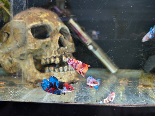 Fresh Fin Finds: Discover This Week's New Arrivals at Pond Life Aquatics London!