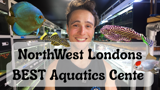 Dive into New Arrivals: Explore Northwest London's Biggest Aquatics Centre!