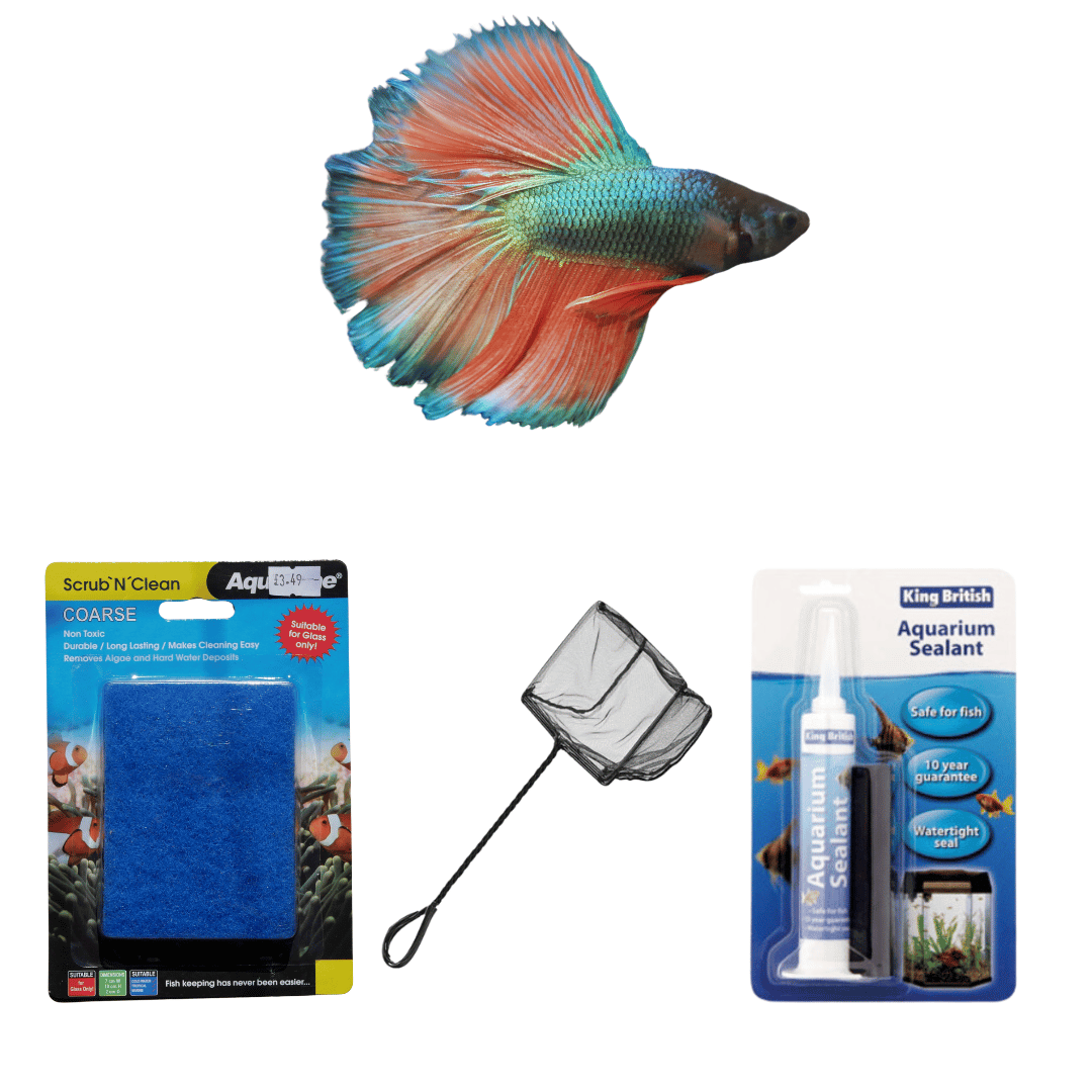 Aquarium Maintenance