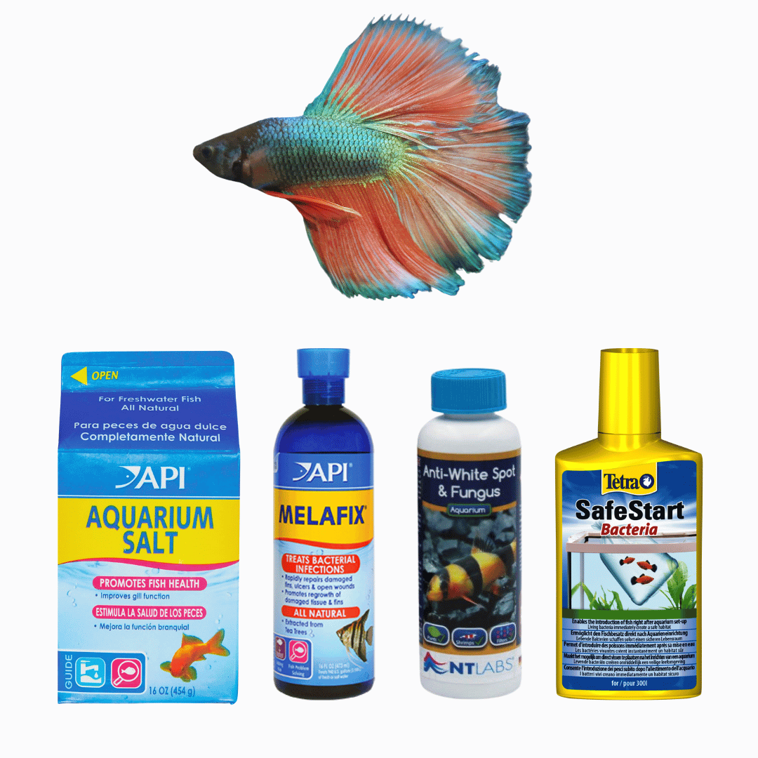 Aquarium Fish Health