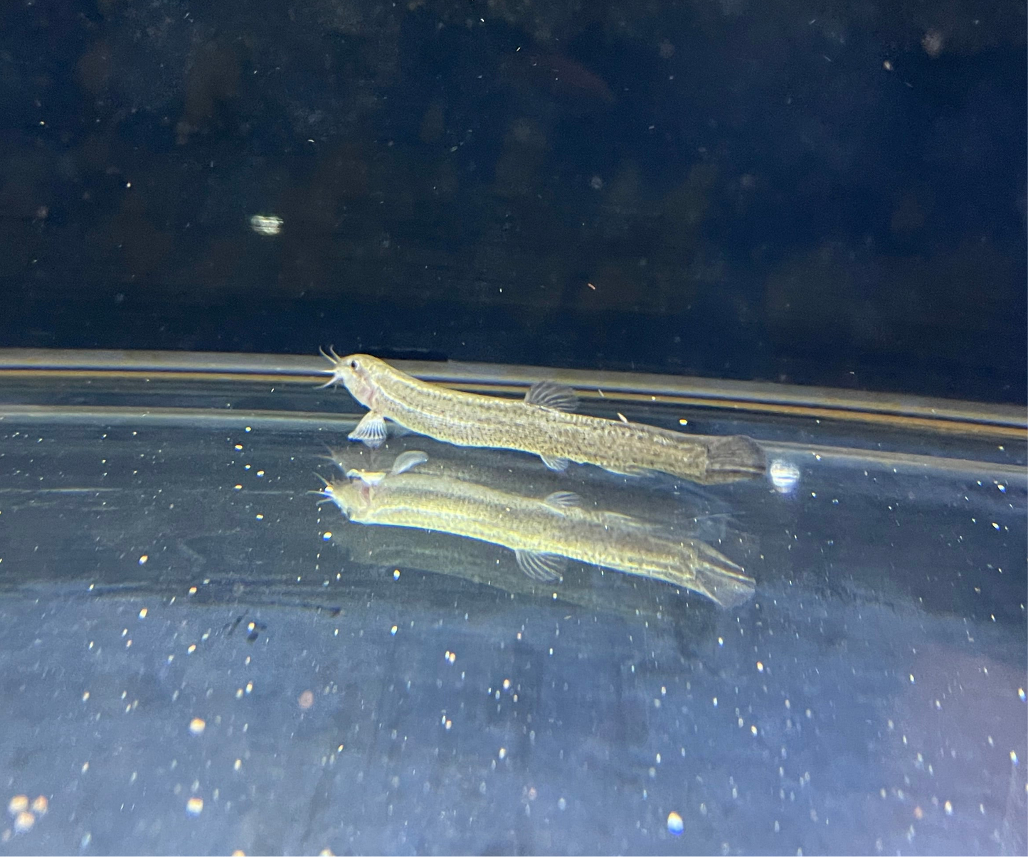 Chinese Weather Loach