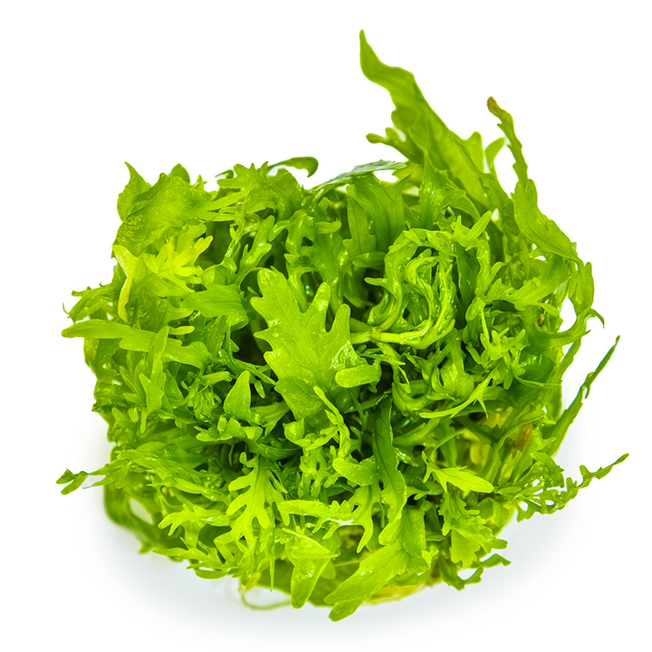 Tropica Hygrophila odora 1-2-Grow!