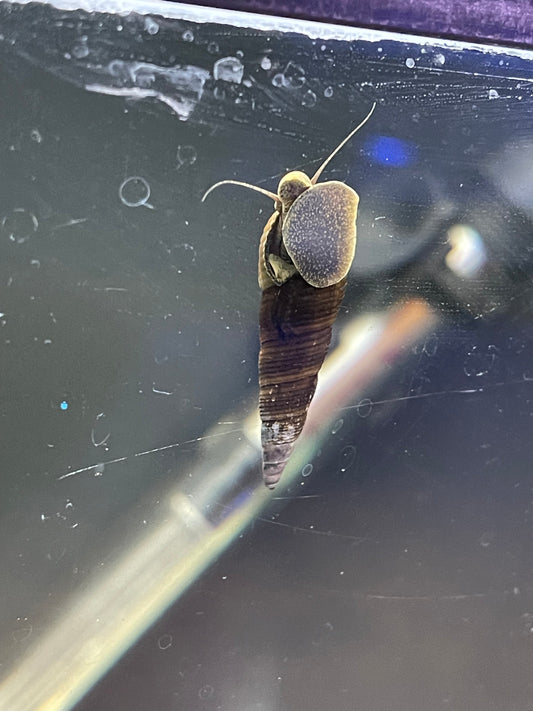Rabbit Snail