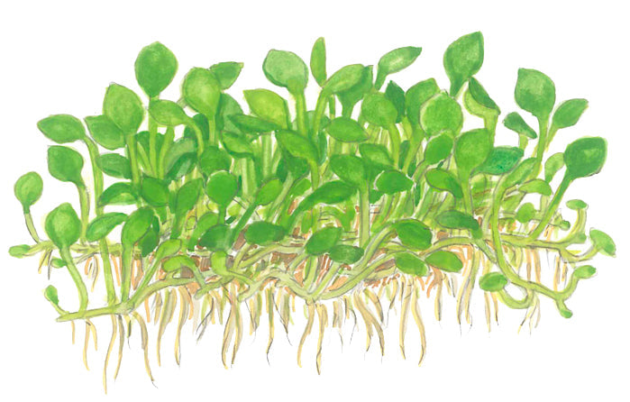 Tropica Marsilea minuta (crenata) 1-2-Grow!