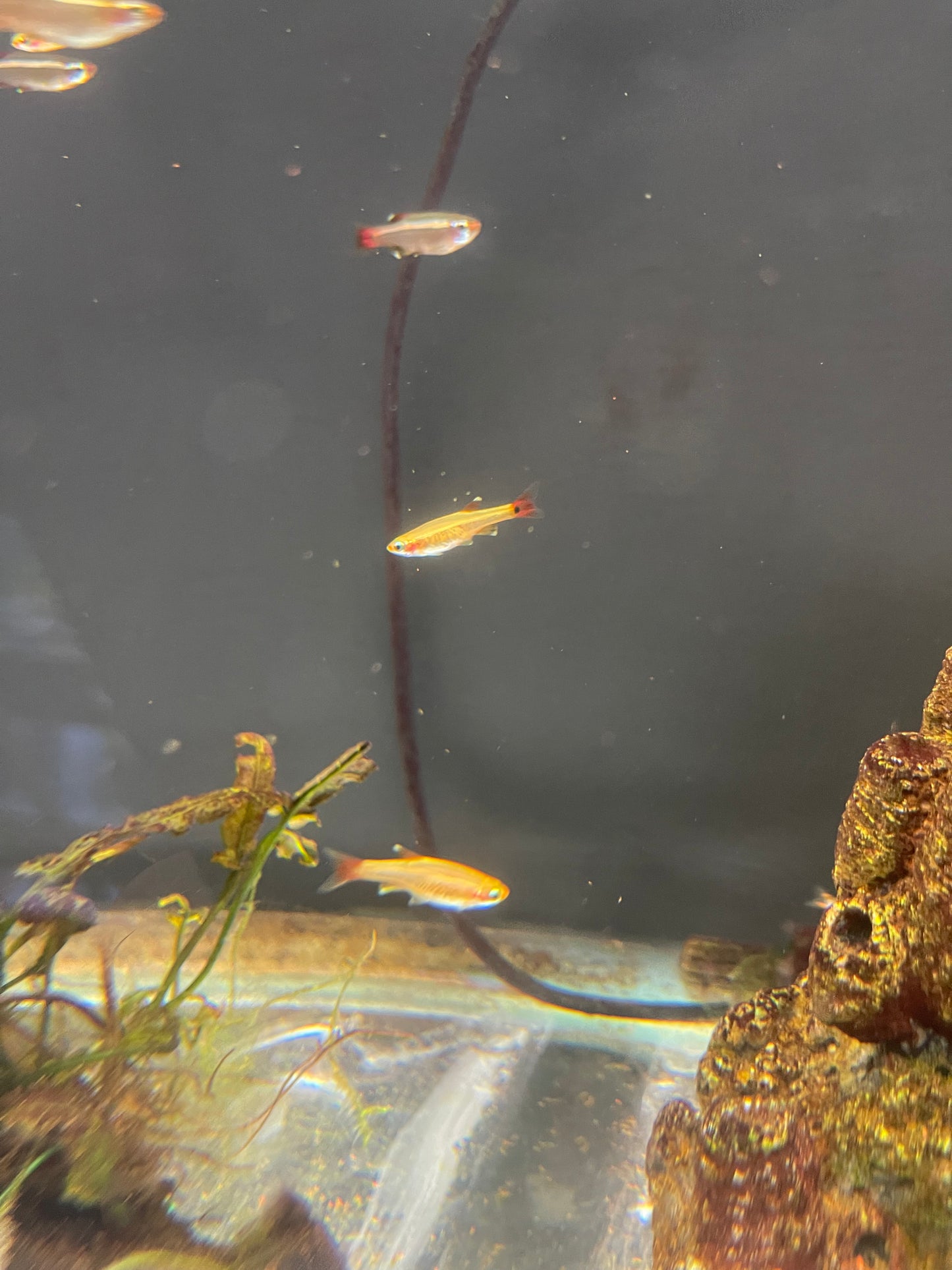 Gold White Cloud Mountain Minnow