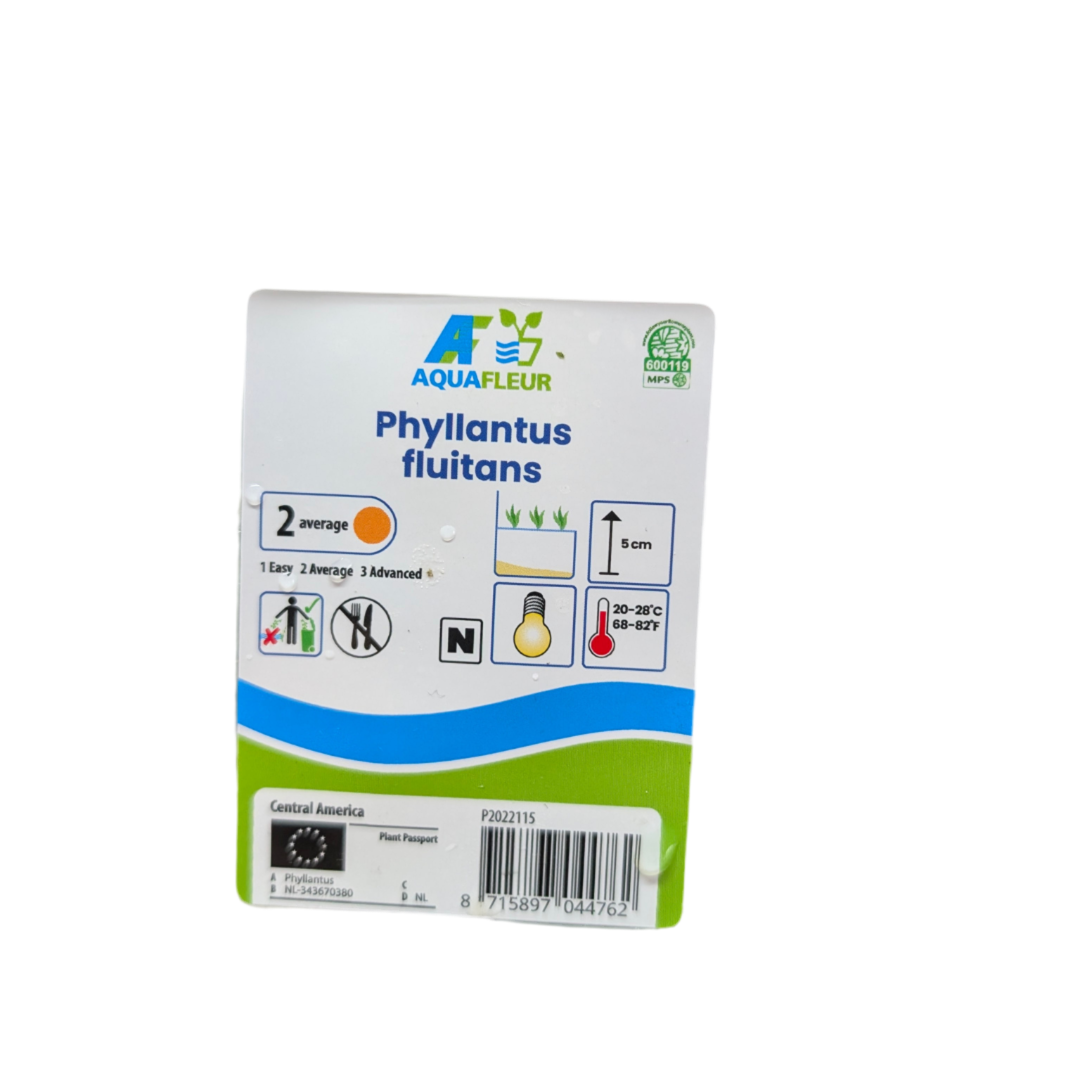 Aquafluer Phyllantus Fluitans Red Root Floater Box