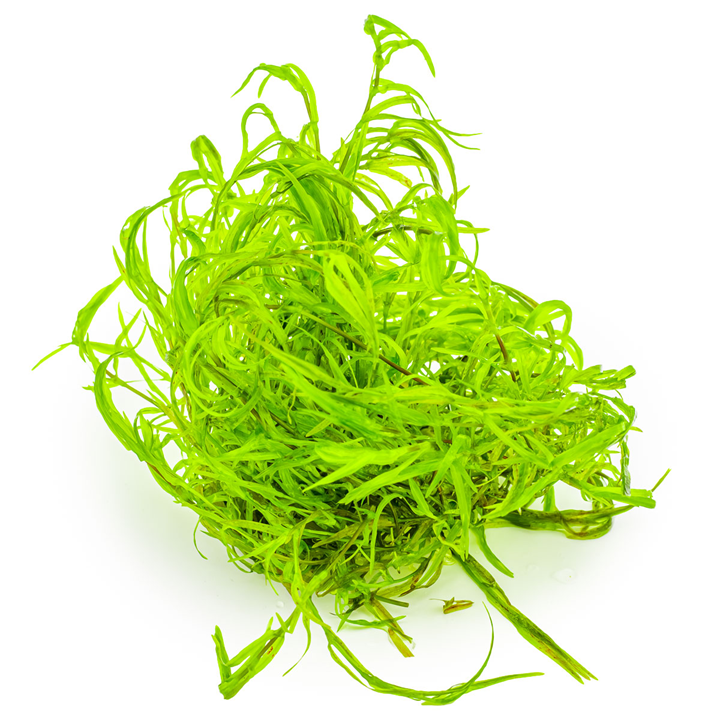 Tropica Najas guadalupensis ‘Guppy Grass’ 1-2-Grow!