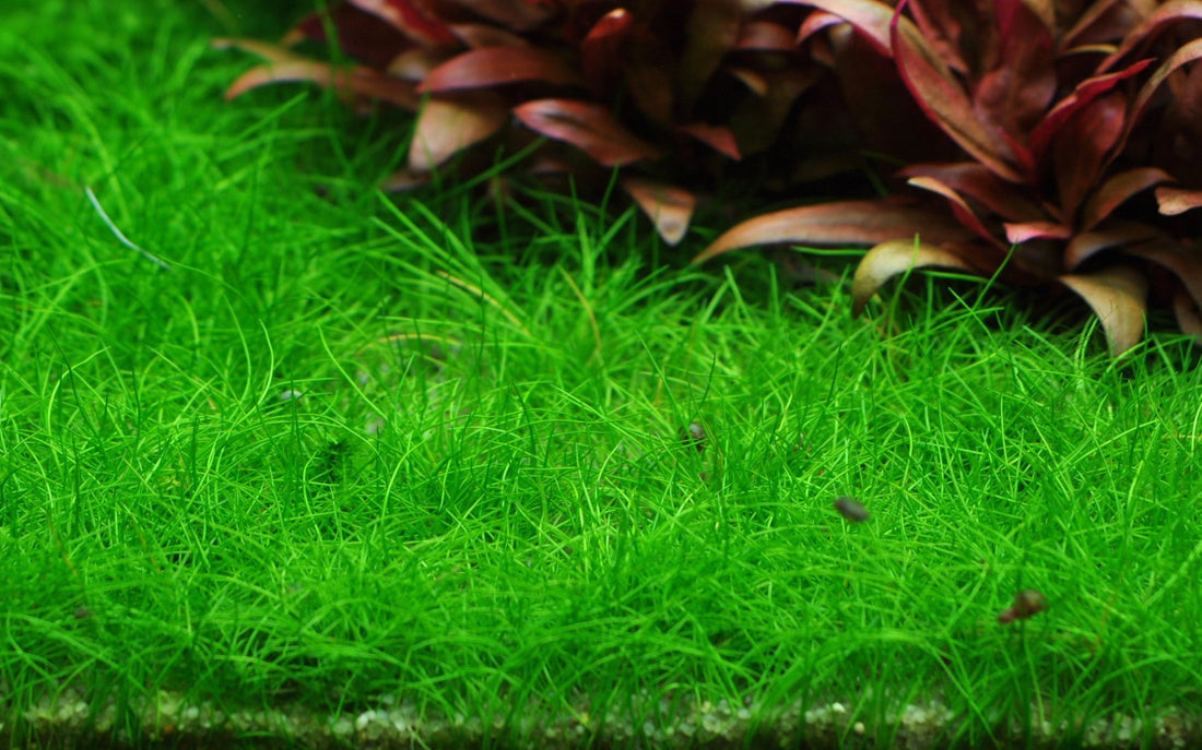 Aquafleur Eleocharis acicularis Easy Grow