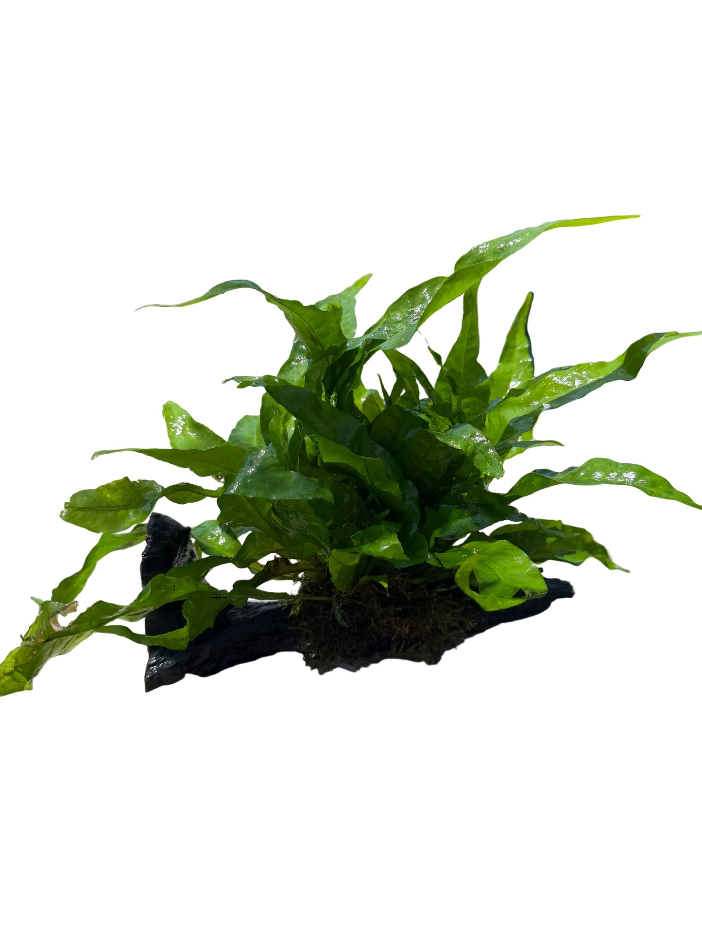 Single Plant on Wood