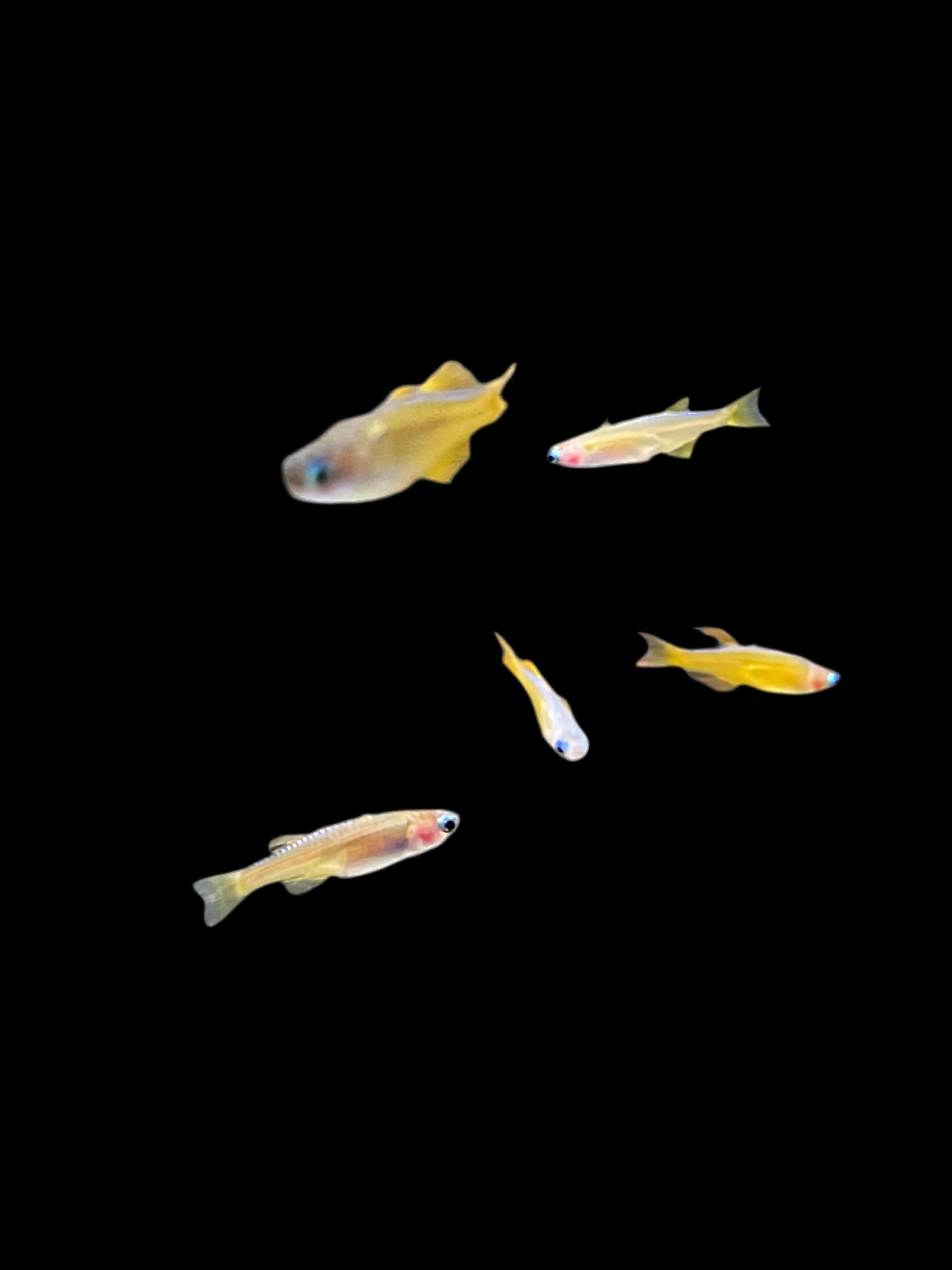 Red Neon Blue eyed Rainbowfish - Pseudomugil Luminatus
