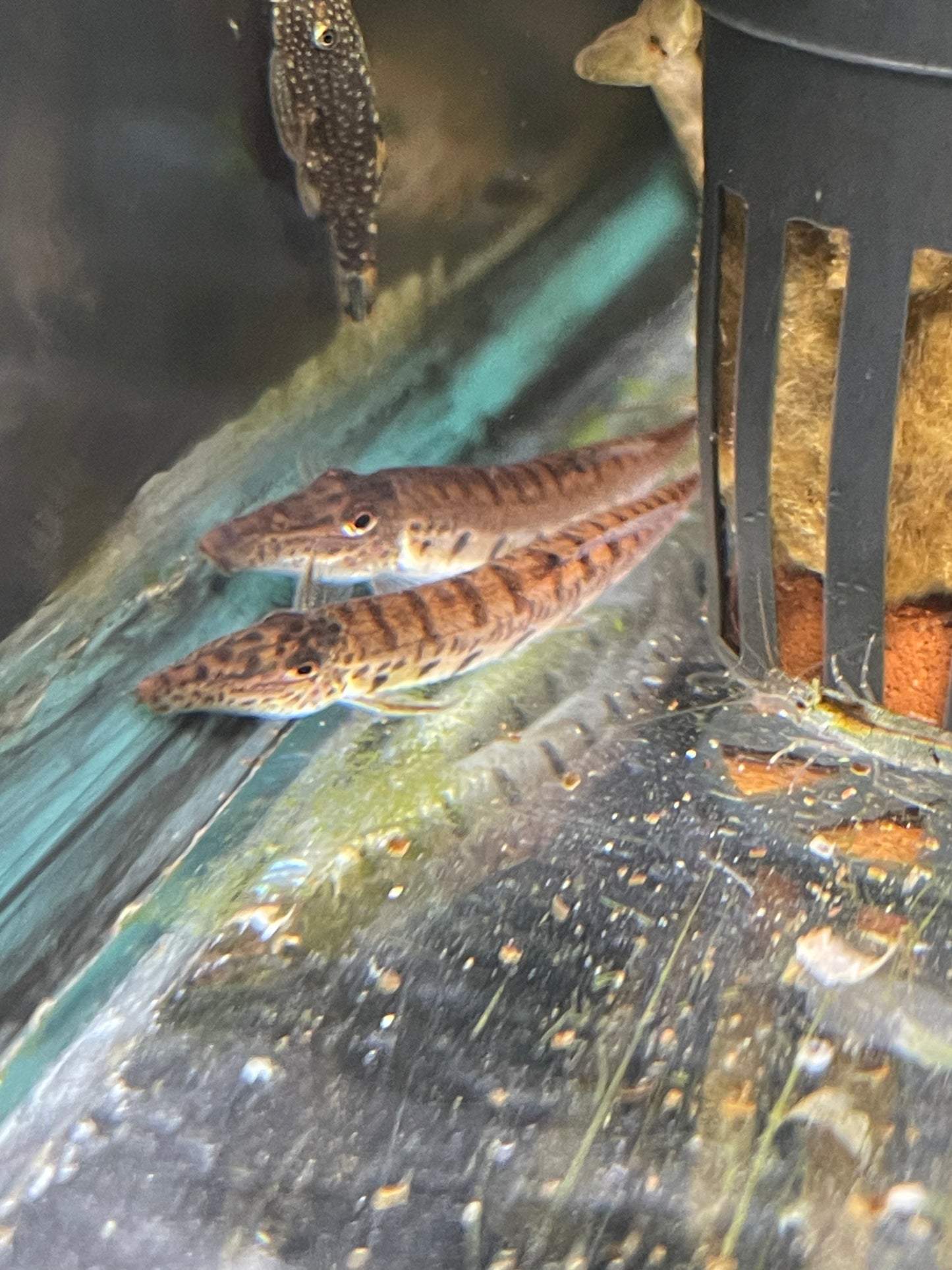 Horse Face Loach