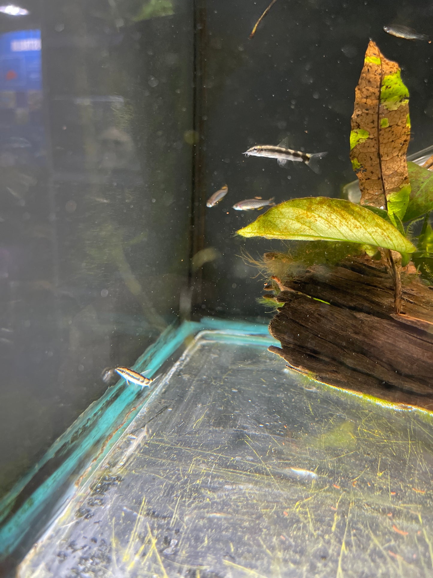 Dwarf Loach (Lock-chain Loach) - Botia Sidthimunki