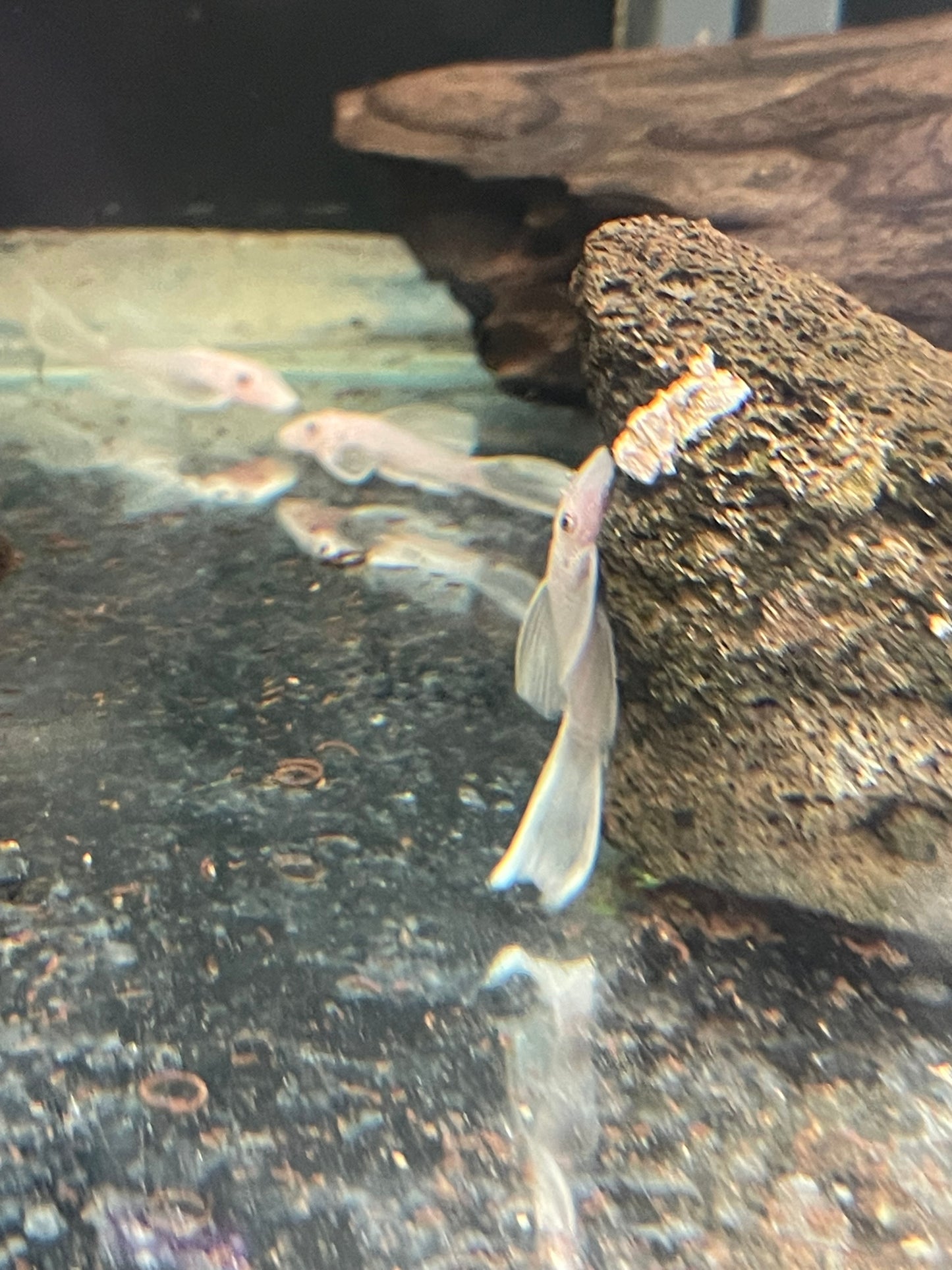 Long Fin Snow White Ancistrus Bristlenose Pleco