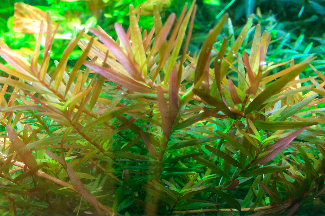 Tropica Rotala rotundifolia ‘H’ra’ 1-2-Grow!
