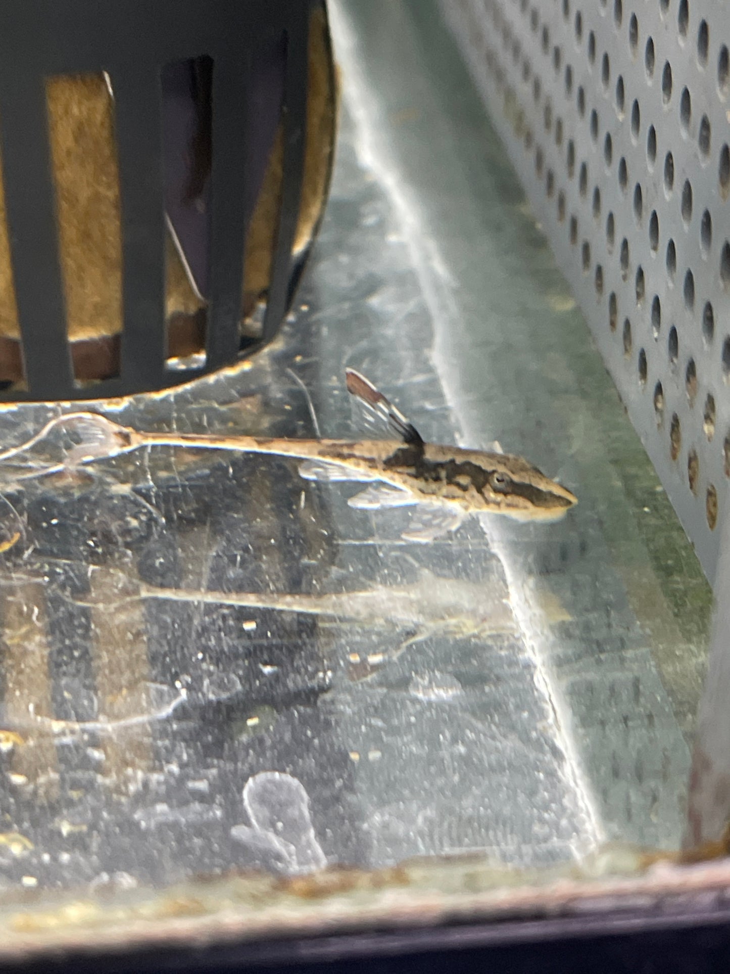 Royal Falowalla (Whiptail Catfish)