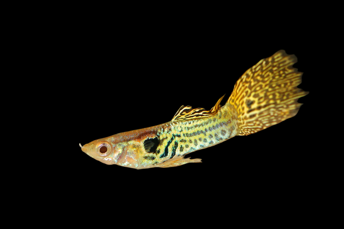 Endler Guppy