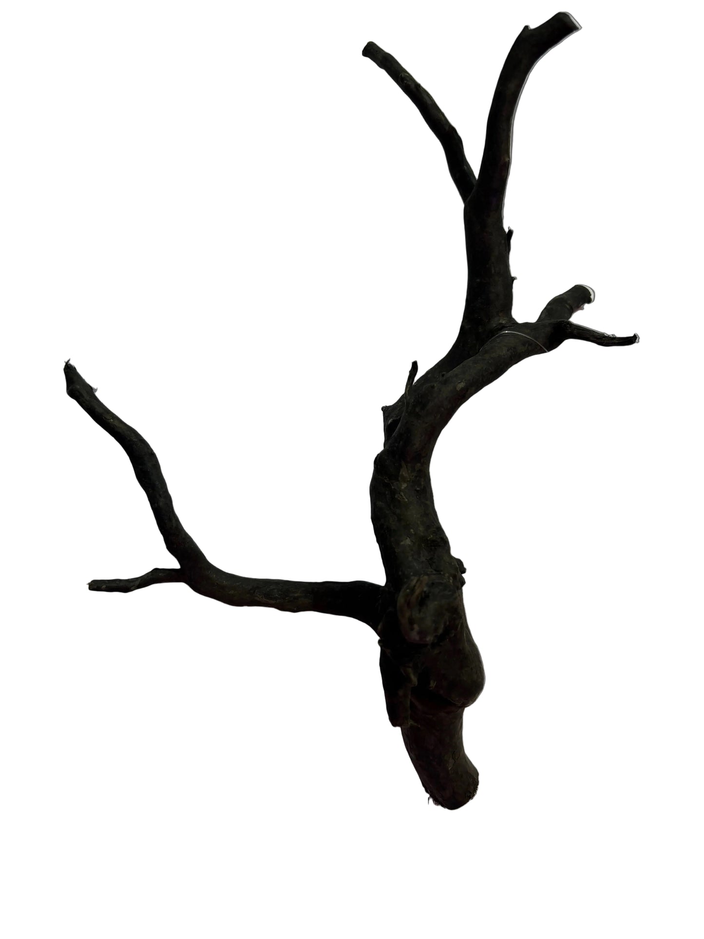Black Moor Root Wood