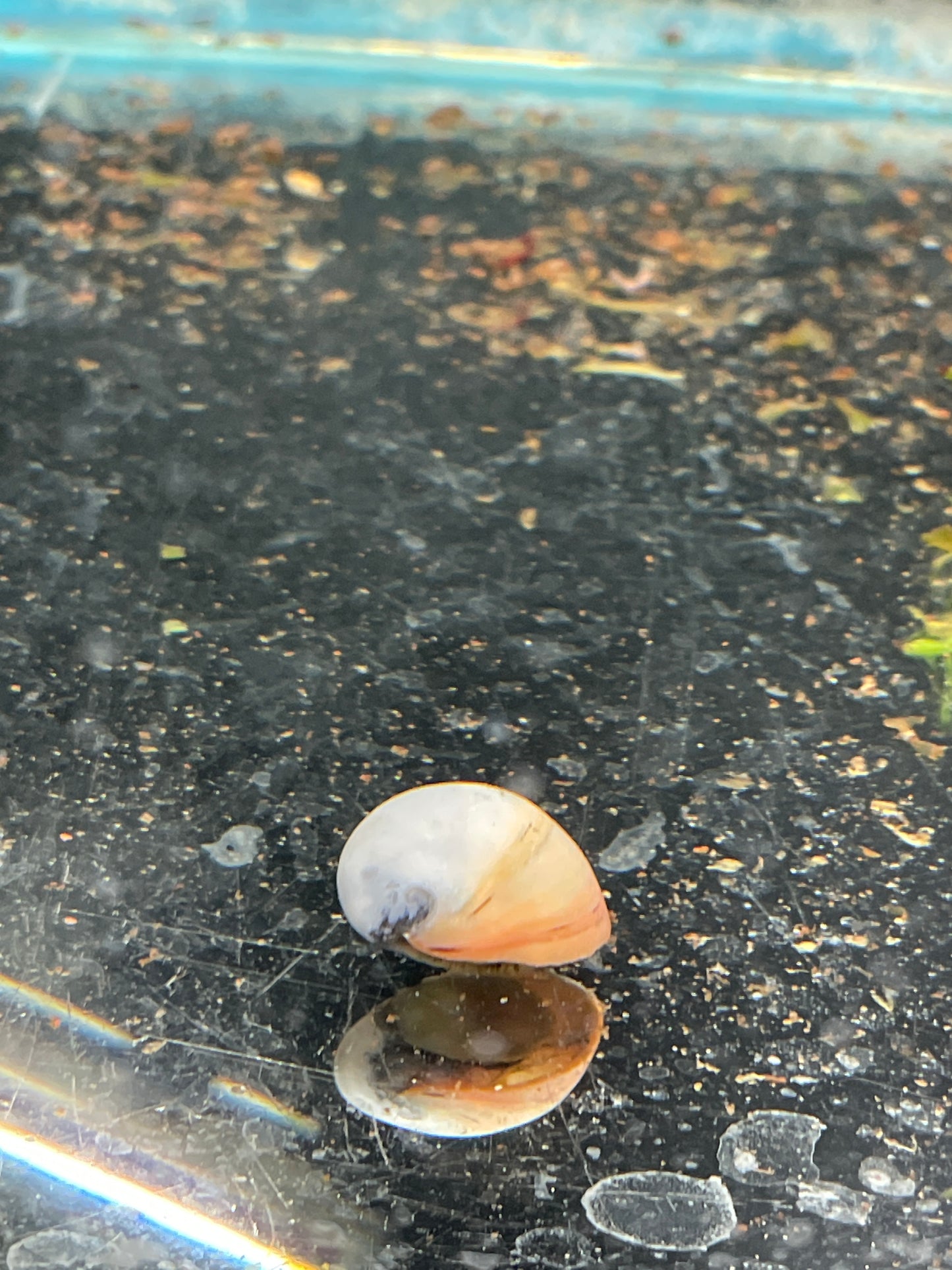 White Tiger Snail