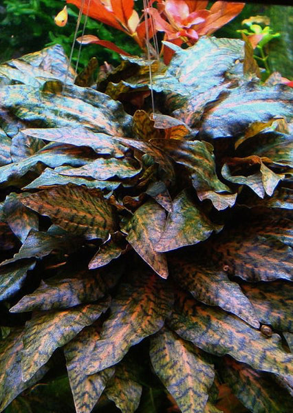 Tropica Cryptocoryne Nurii 1-2-Grow!