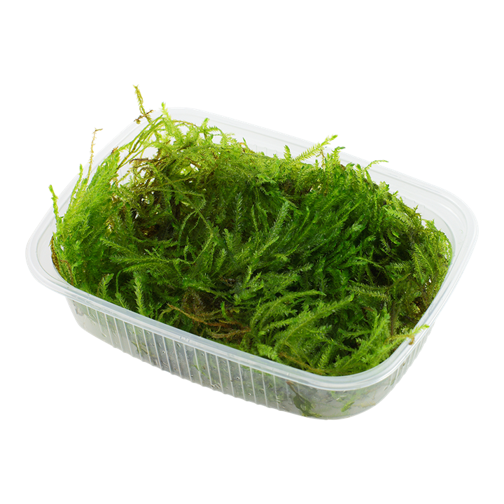Tropica Taxiphyllum sp. ‘Spiky Moss’