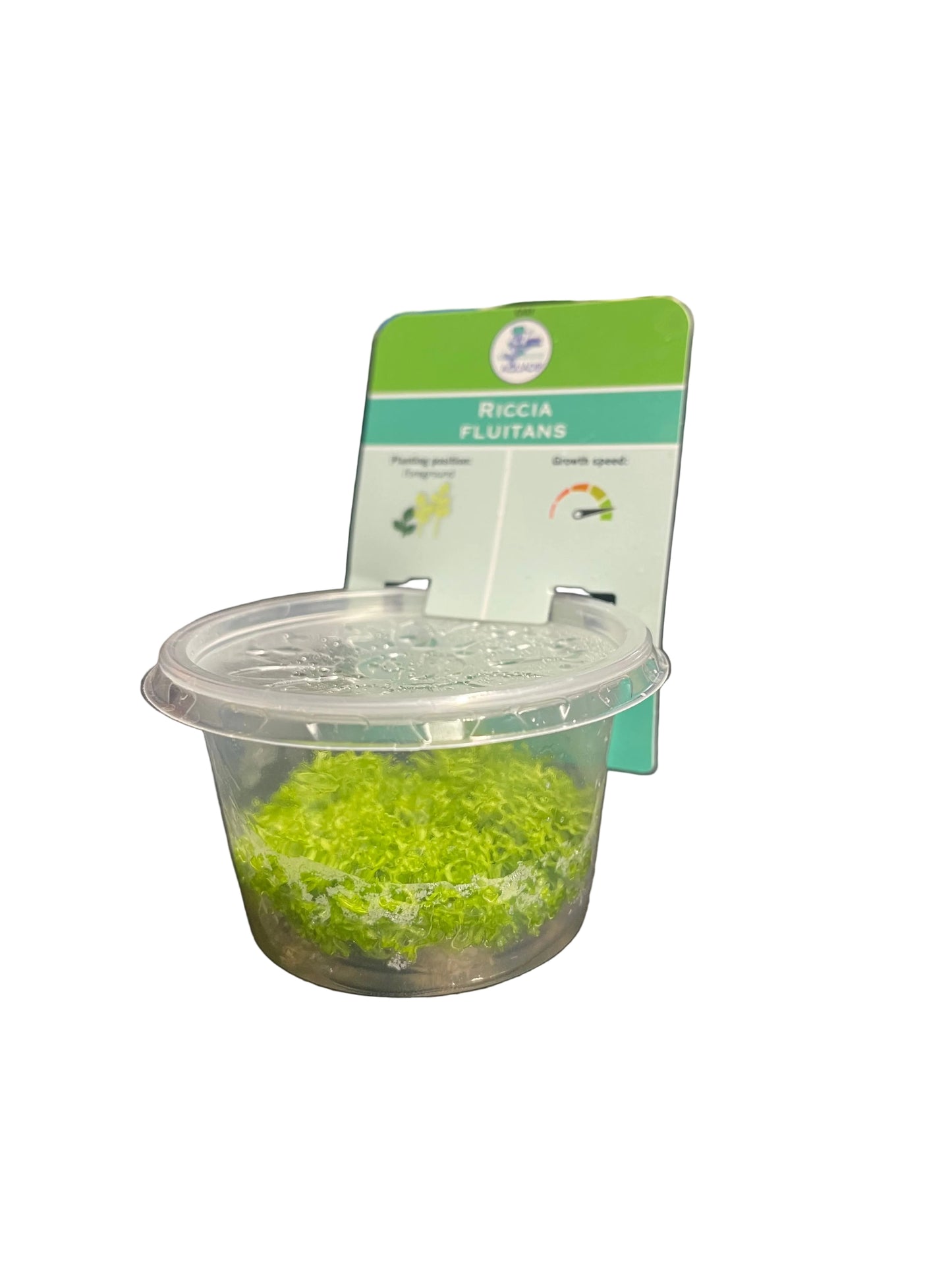 AquaDip Riccia Fluitans