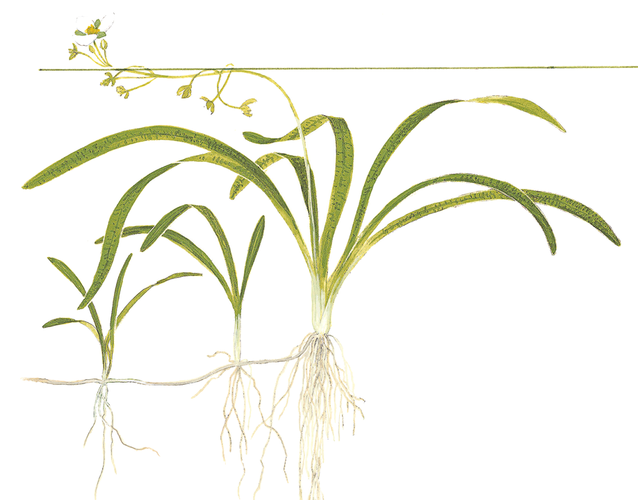 Tropica Sagittaria subulata ‘Dwarf Saggitaria’ 1-2-Grow!