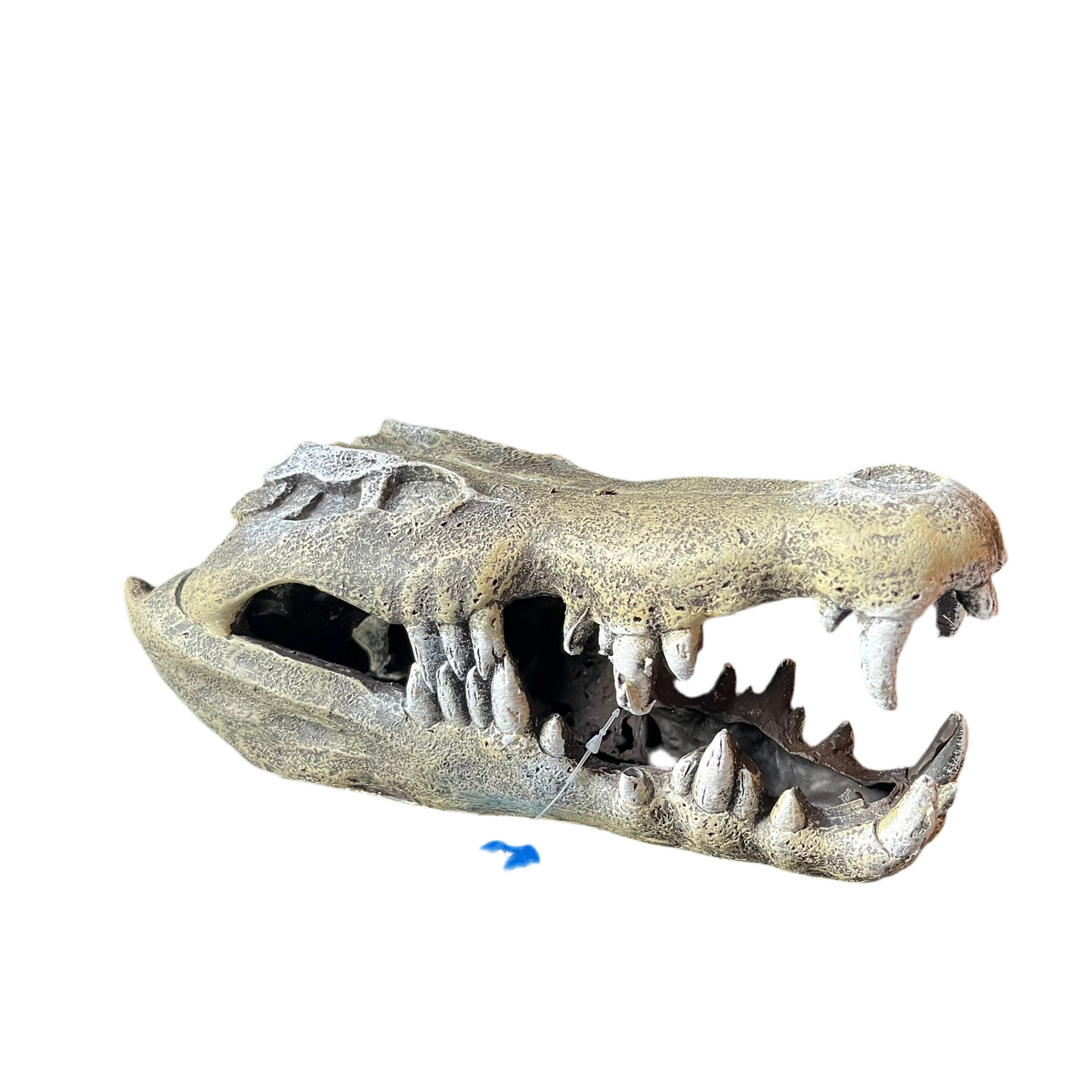 Nile Crocodile Skull