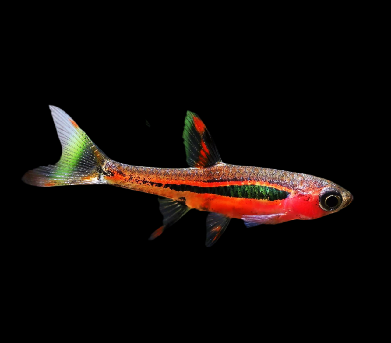 Chili Rasboras / Mosquito Rasboras