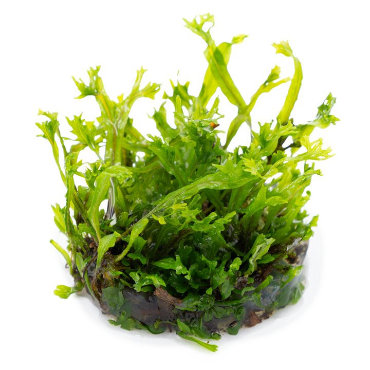 Tropica Microsorum pteropus ‘Windeløv’ 1-2-Grow!