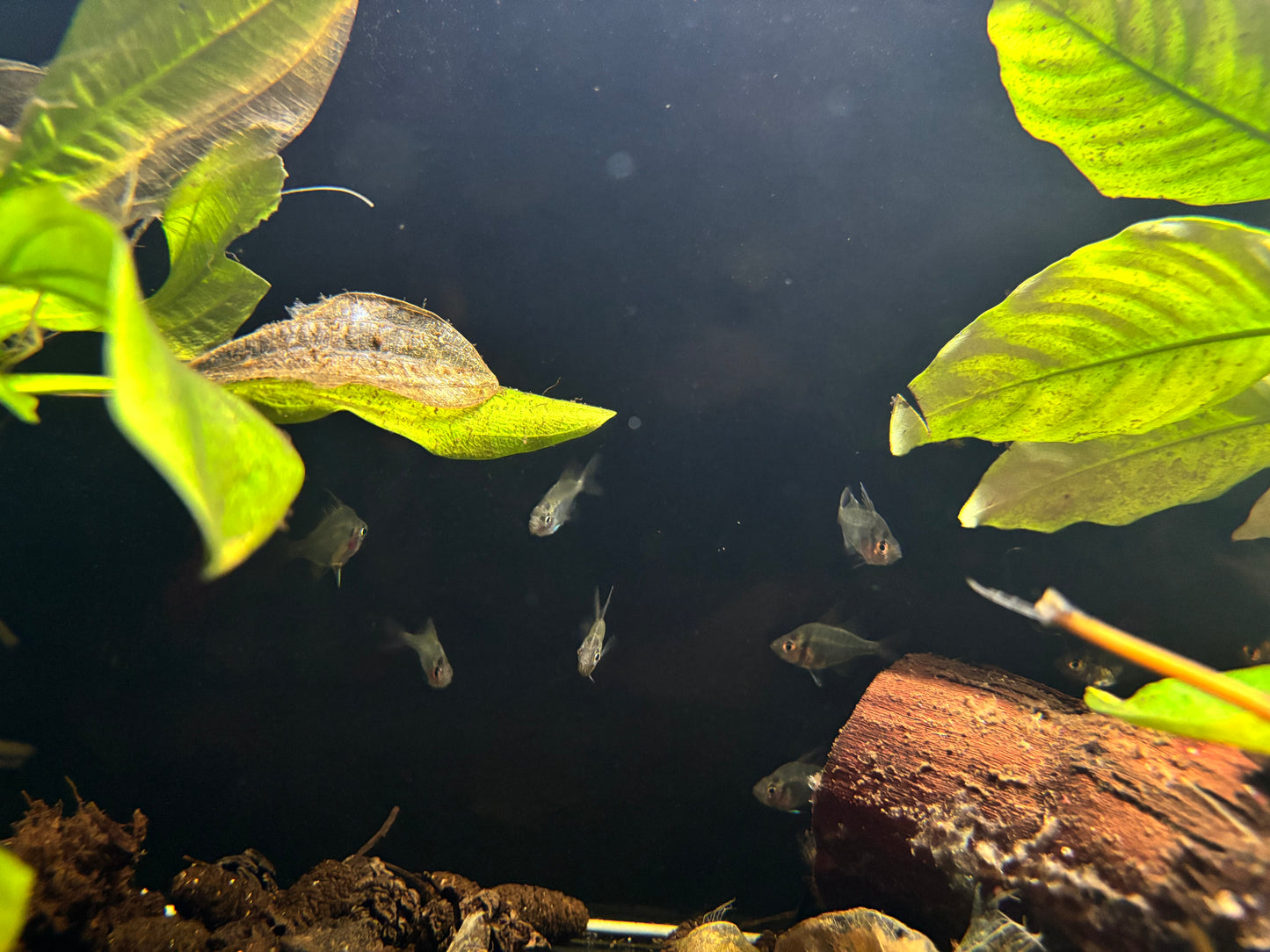 Indian Glassfish