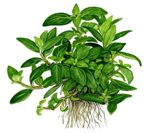 Tropica Staurogyne repens 1-2-Grow!