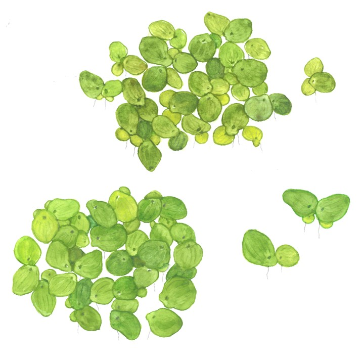 Tropica Spirodela polyrrhiza ‘Greater Duckweed’ 1-2-Grow!