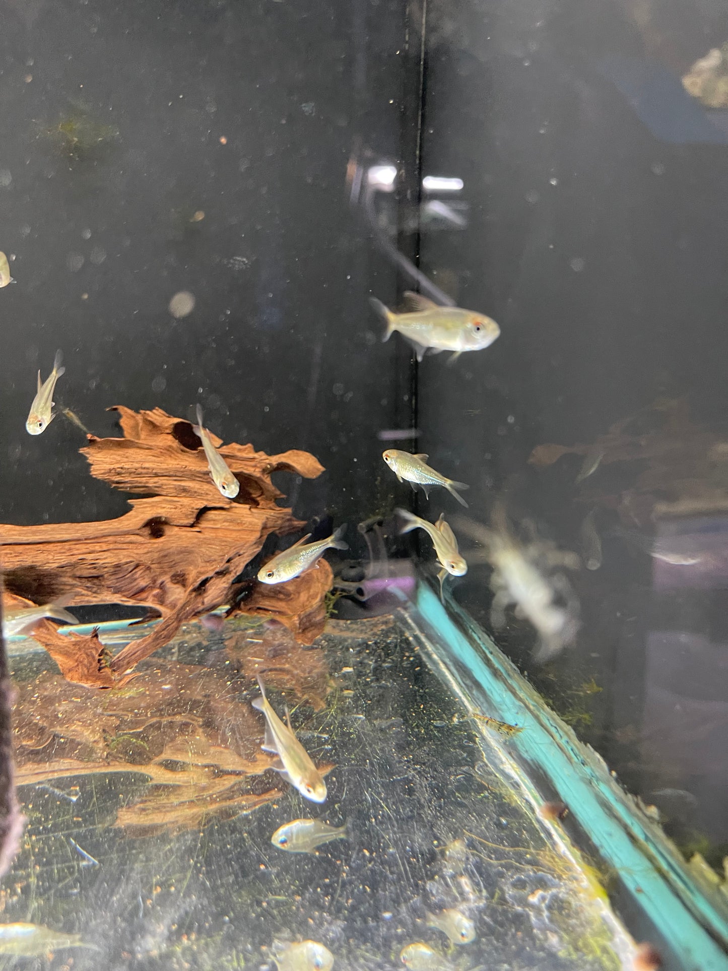 Diamond Tetra