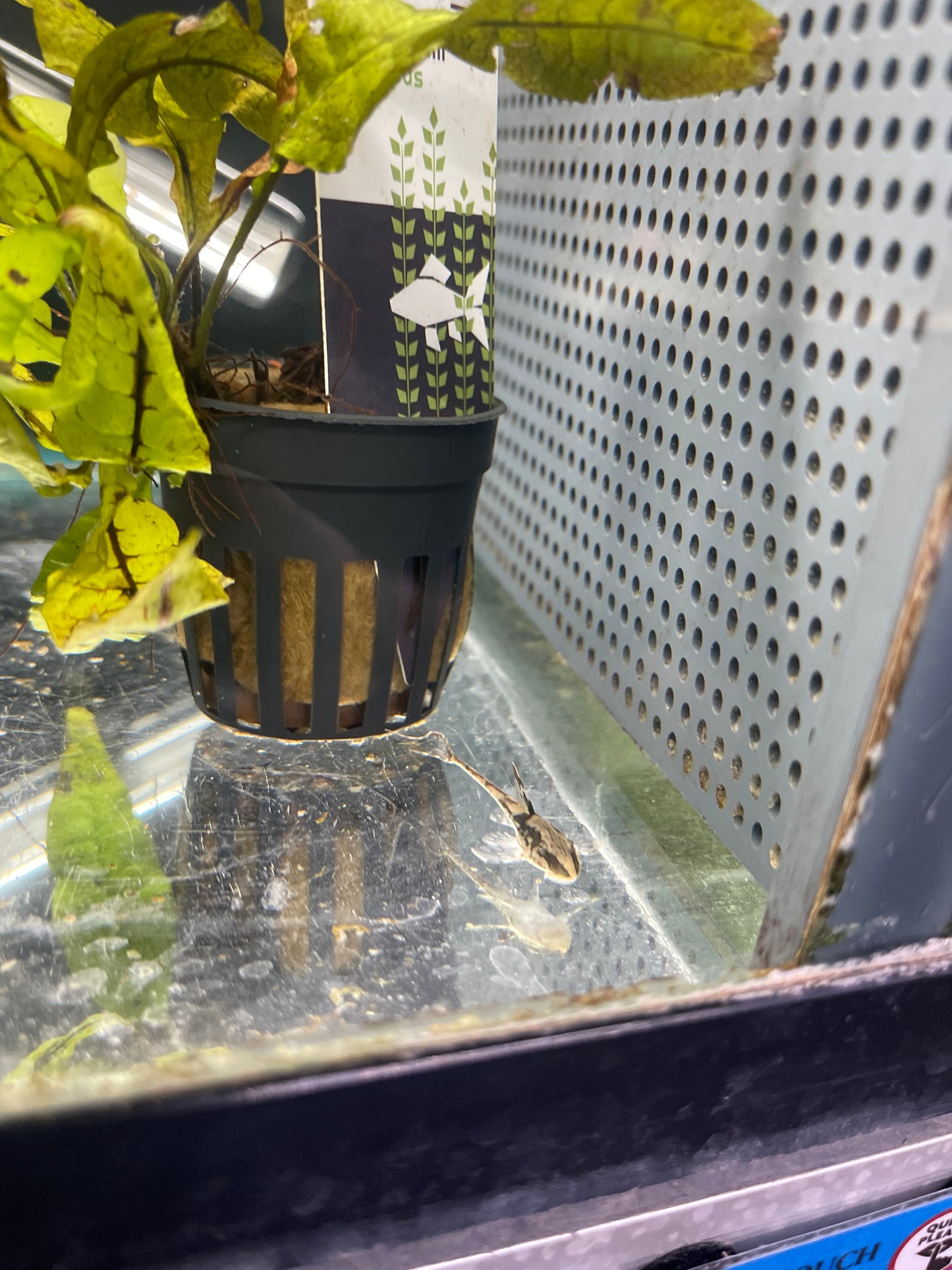Royal Falowalla (Whiptail Catfish)