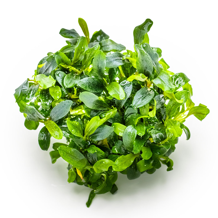 Tropica Bucephalandra sp. ‘Needle Leaf’ 1-2-Grow!