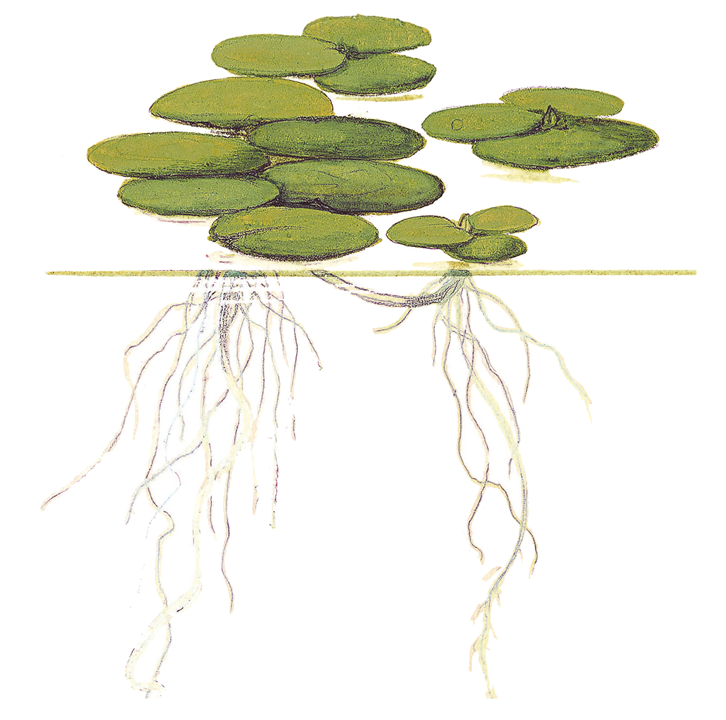 Tropica Limnobium laevigatum ‘Amazon Frogbit ’ 1-2-Grow!