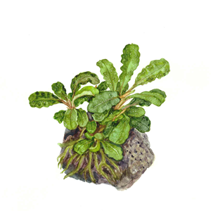 Tropica Bucephalandra pygmaea ‘Bukit Kelam’ 1-2-Grow!