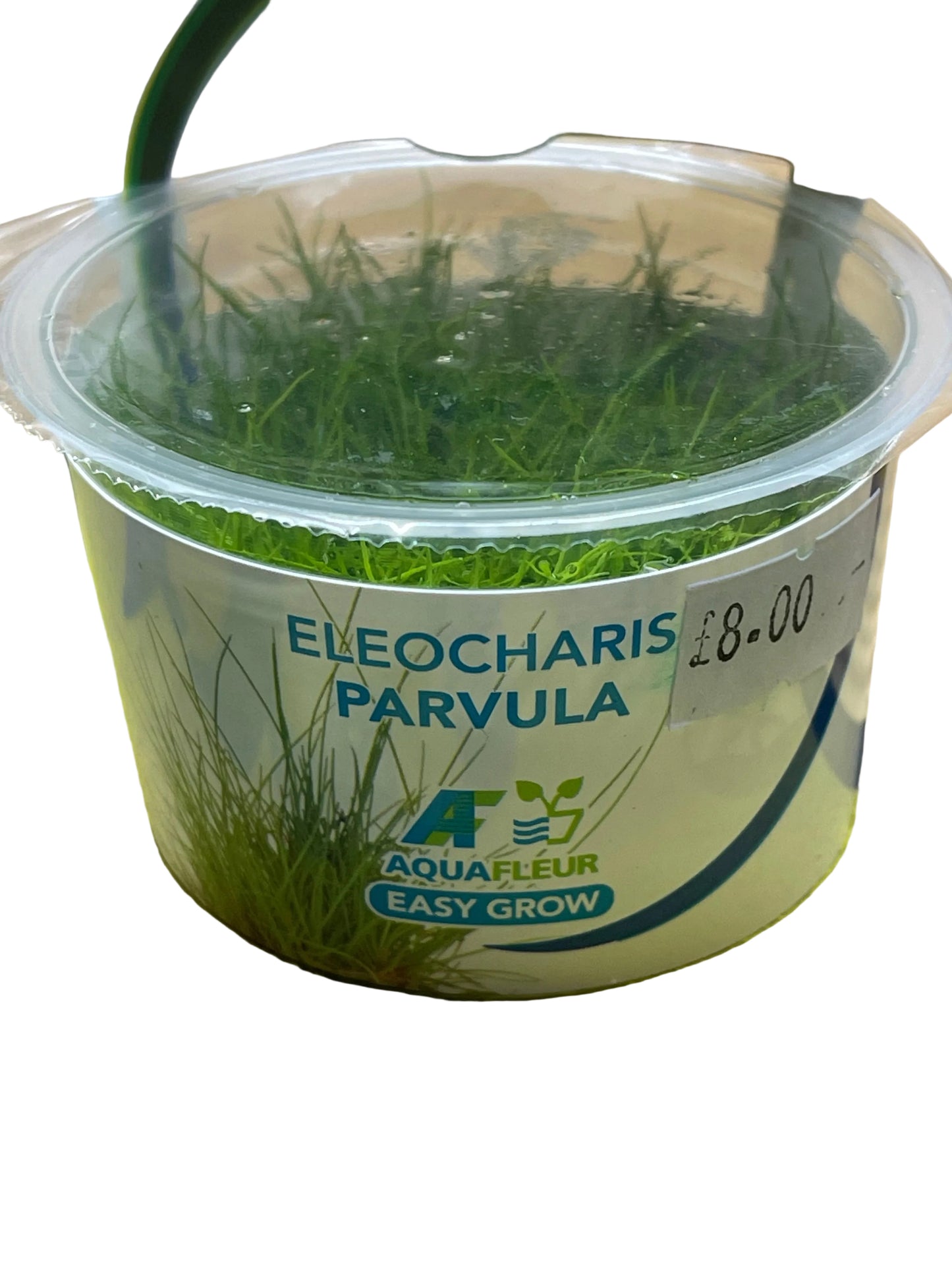 AquaFleur - EasyGrow Eleocharis Parvula