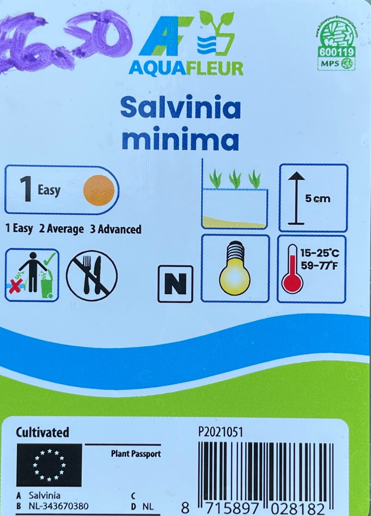 AquaFleur Salvinia Minima Floater ‘Box’
