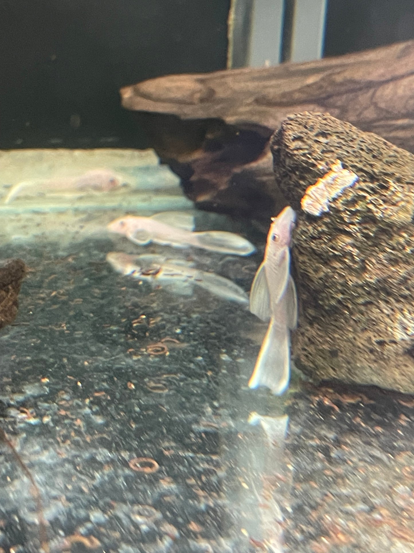 Long Fin Snow White Ancistrus Bristlenose Pleco