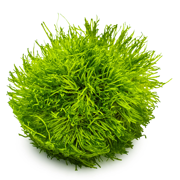 Tropica Riccia fluitans 1-2-Grow!