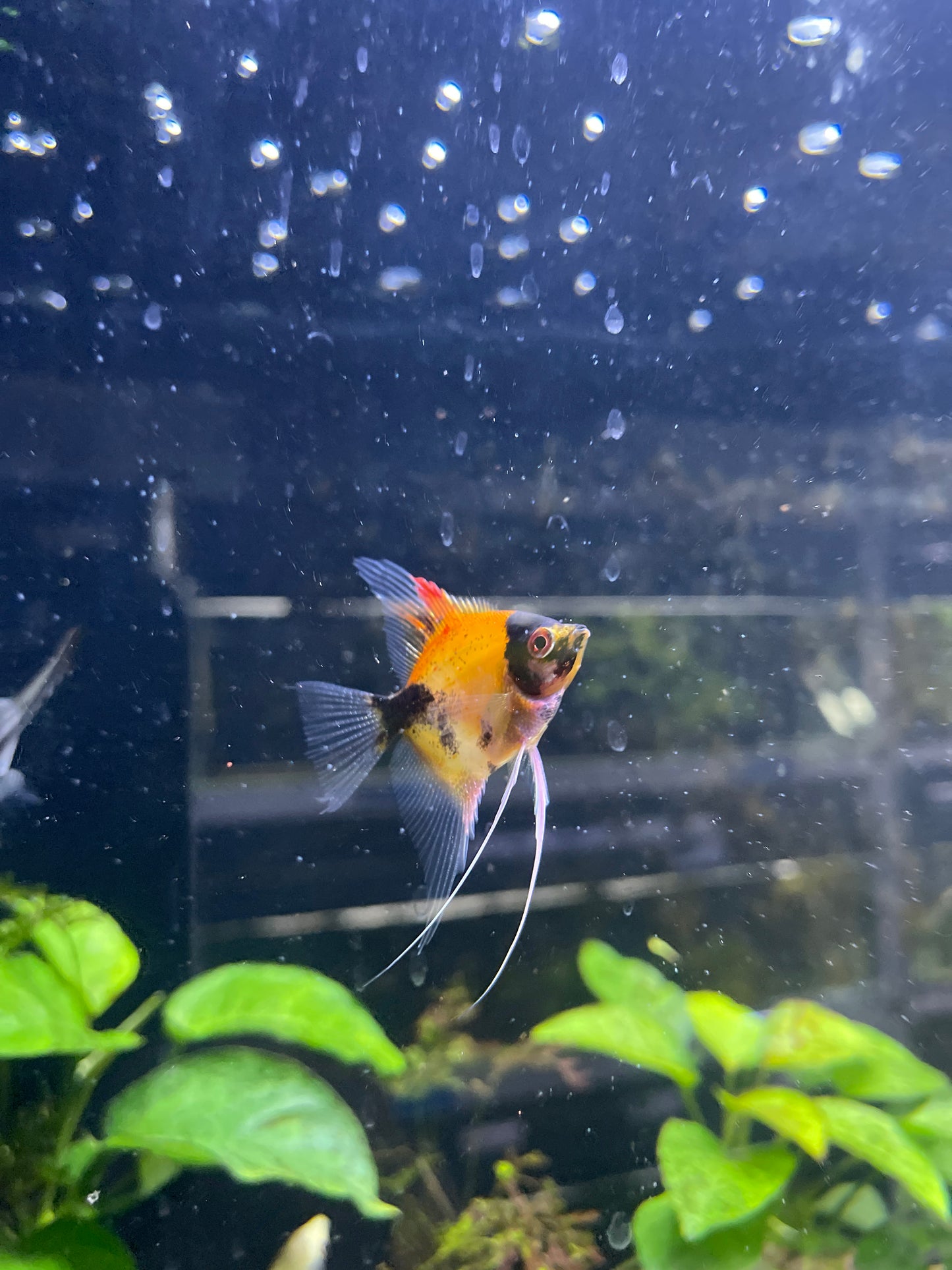 Angelfish