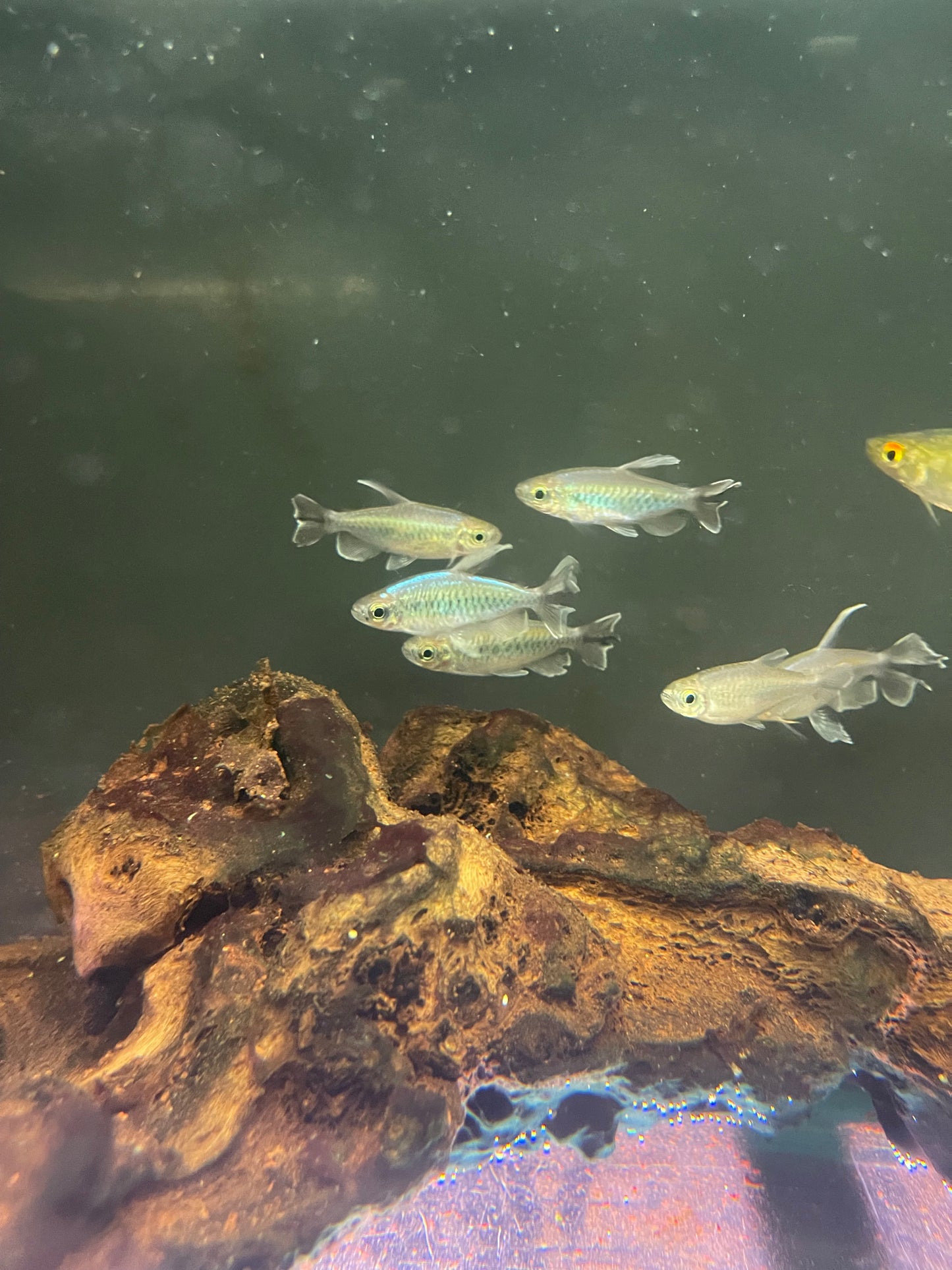 Congo Tetra