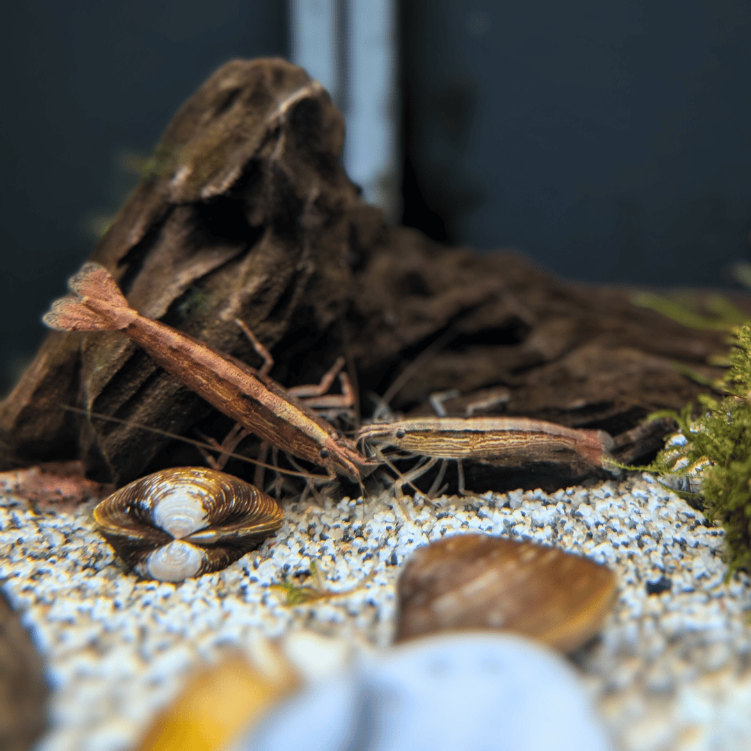 Bamboo shrimp