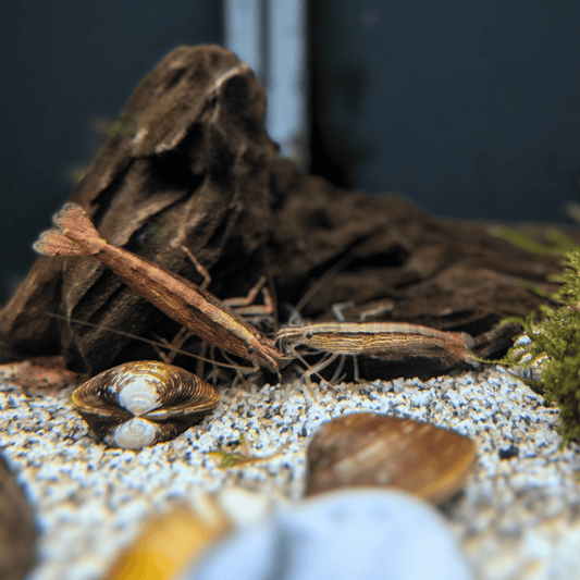 Bamboo shrimp