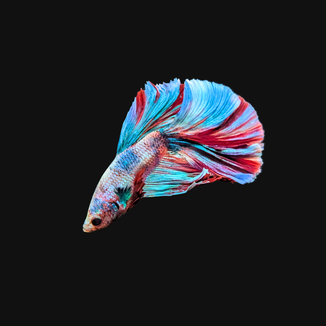 candy cane striped betta fish against black background